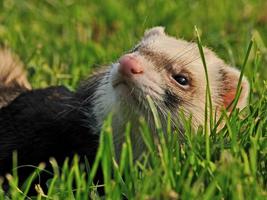 Furet fonds d'écran et backgro capture d'écran 1