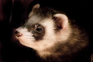 Furet fonds d'écran et backgro capture d'écran 3