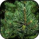 Forest wallpapers APK