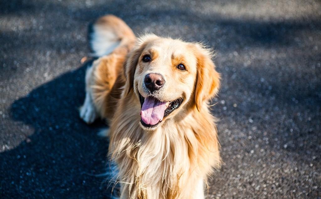 Golden Retriever Wallpapers For Android Apk Download