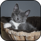 Gray wallpapers icono