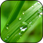 Grass wallpapers icon