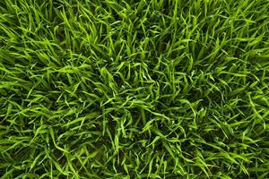 Grass wallpapers screenshot 3