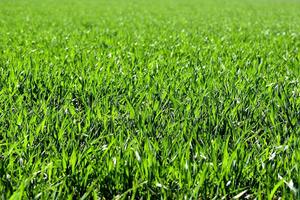 Grass wallpapers poster