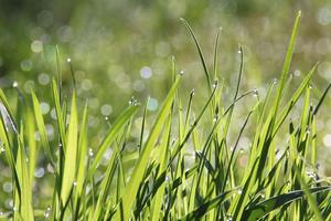 Grass wallpapers screenshot 1
