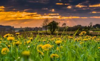 Grass wallpapers screenshot 2