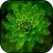 Download 900+ Wallpaper Abstrak Hijau HD Terbaru Download 900+ Wallpaper Abstrak Hijau HD Terbaru