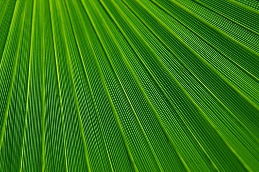 Android 用の 緑の壁紙と背景 Apk をダウンロード