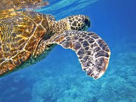 Hawaii wallpapers Ekran Görüntüsü 2
