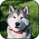 Husky dog wallpapers APK