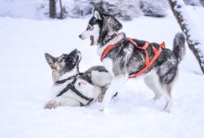 Kertas dinding anjing husky da syot layar 3