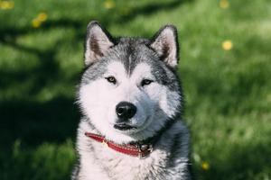 ハスキー犬の壁紙と背景 ポスター