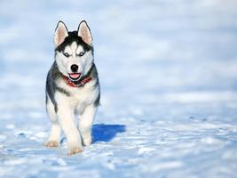 Hình nền chó husky và hình nền ảnh chụp màn hình 1