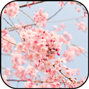 Nhật bản hình nền và hình nền APK