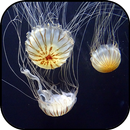 Jellyfish wallpapers APK