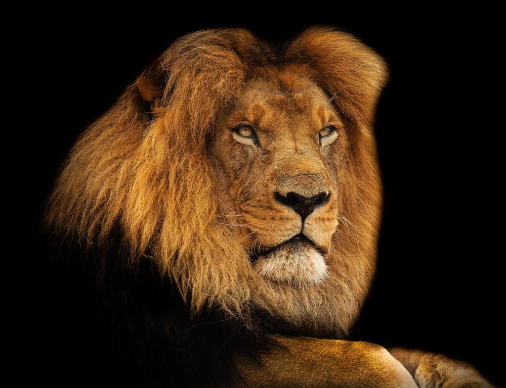 Android için Aslan duvar kağıtları ve arka planlar APK�yı İndir