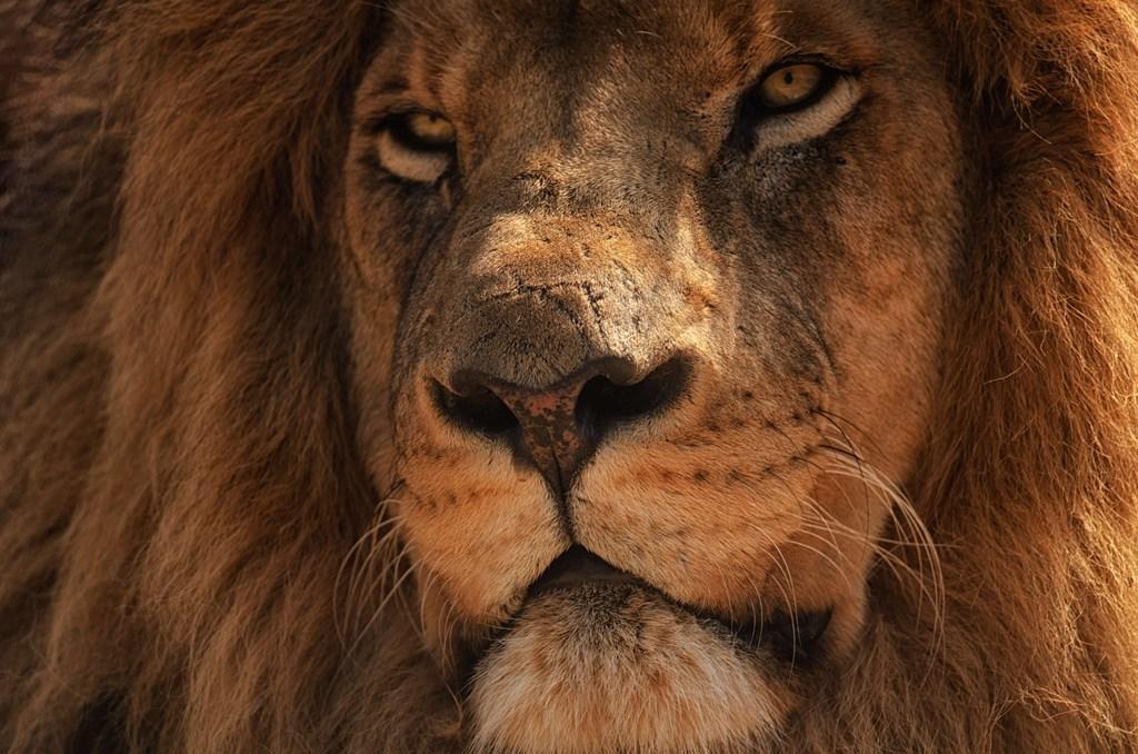 Android için Aslan duvar kağıtları ve arka planlar APK�yı İndir