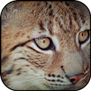 Lynx fonds d'écran et arrière- APK