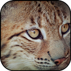 Lynx fonds d'écran et arrière- icône