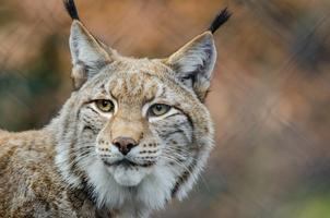 Lynx fonds d'écran et arrière- Affiche