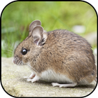 Muis achtergrond en achtergron-icoon