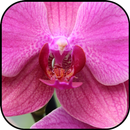 Fond d'écran et fond d'orchidée APK