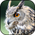 Owl wallpapers icon
