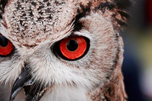 870 Koleksi Wallpaper Burung Hantu Paling Bagus Terbaru