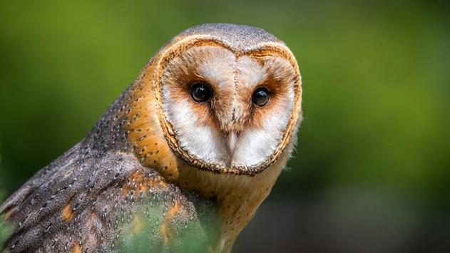 870 Koleksi Wallpaper Burung Hantu Paling Bagus Terbaru