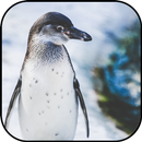 Penguin wallpapers APK