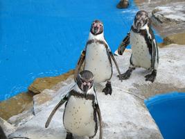 Penguin wallpapers poster