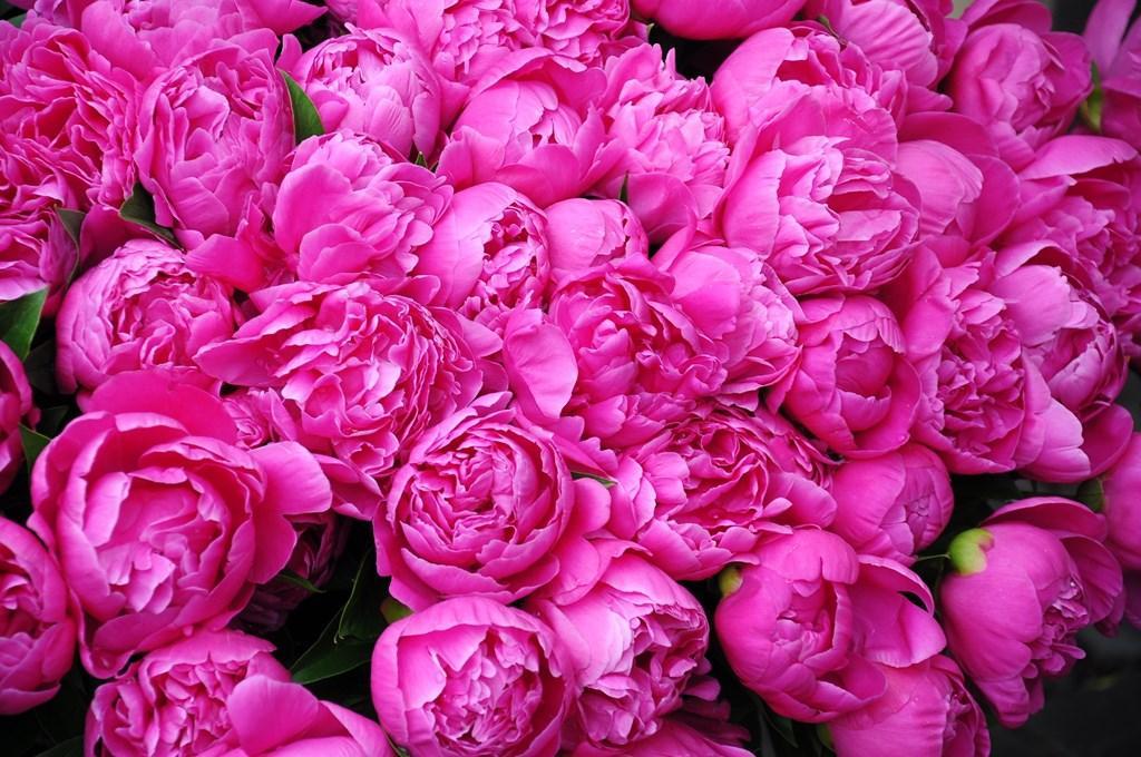 Pivoines Fonds D Ecran Et Arriere Plans Pour Android Telechargez L Apk Pivoines Fonds D Ecran Et Arriere Plans Pour Android Telechargez L Apk