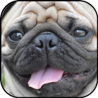 Pug wallpapers icon