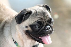 Pug hình nền và hình nền bài đăng