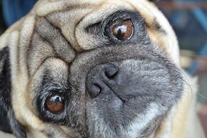 Pug hình nền và hình nền ảnh chụp màn hình 1
