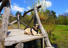 Pug hình nền và hình nền ảnh chụp màn hình 2