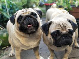 Pug hình nền và hình nền ảnh chụp màn hình 3