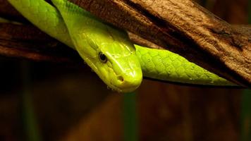 3 Schermata Sfondi e sfondi di serpenti