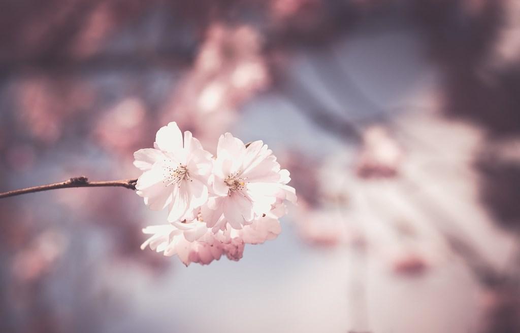 Frühling Hintergrundbilder Pc 1
