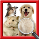 Zoom Out Animal APK