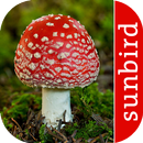 Mushroom Id: USA & Canada APK