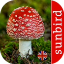 Mushroom Id - British Fungi APK