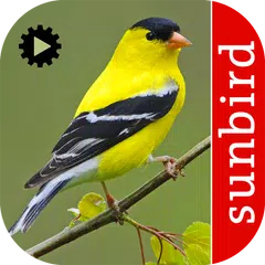 Bird Song Id USA Automatic Recognition songs calls