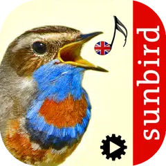 Bird Song Id: Auto Recognition APK download