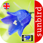 Wild Flower Id Automatic Recognition British Isles icône