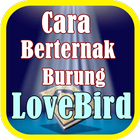 Cara Berternak Burung LoveBird ไอคอน