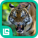 Fauna Provinsi Indonesia APK