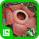 Flora Provinsi Indonesia aplikacja
