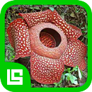 Flora Provinsi Indonesia APK