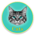 Cats Wallpapers "meow"